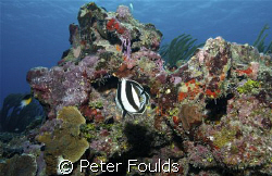 A Reef alive and well. East End , Grand cayman. Nikon D200  by Peter Foulds 